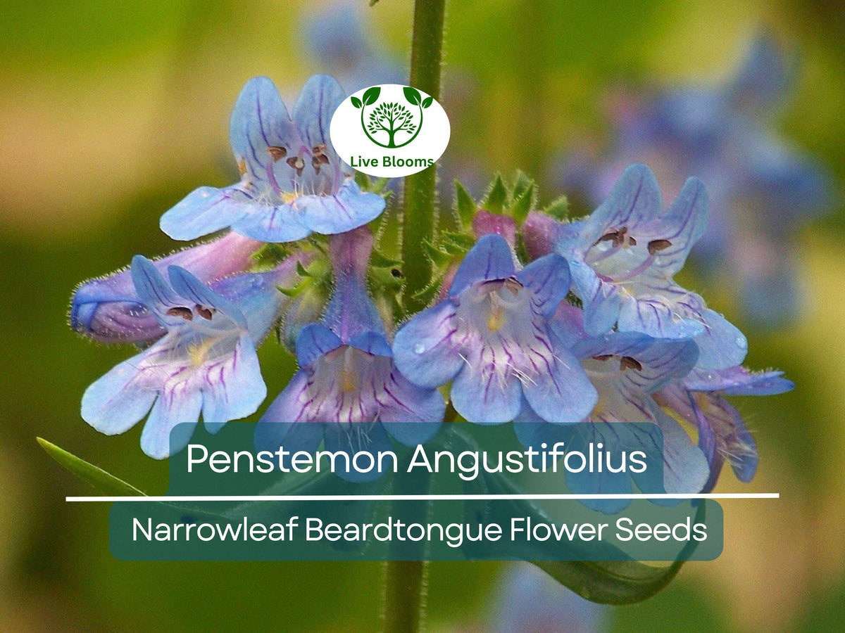 100 mg Seeds Penstemon Angustifolius (Narrowleaf Beardtongue) | Native Perennial Wildflower for Pollinator Gardens