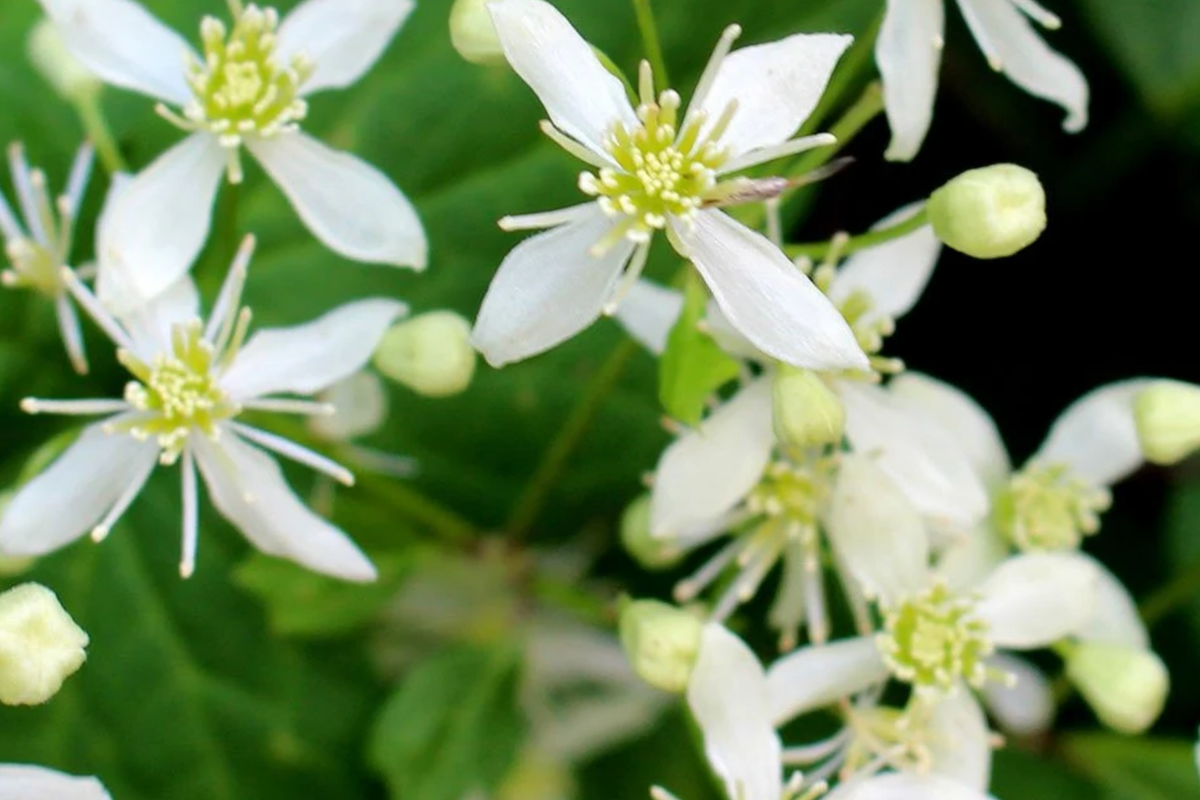 Clematis Virginiana Seeds 100mg - Fragrant Climbing Flowering Vine - Virgin's Bower - Eco-Friendly Pollinator Plant