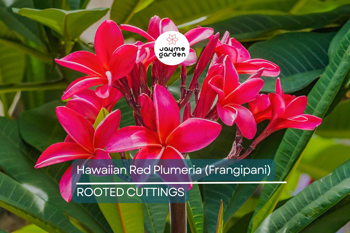 Christmas Cactus Starter Plant - Miss Shimano - Schlumbergera Truncata - Well-Rooted Indoor Cactus for Holiday Decor