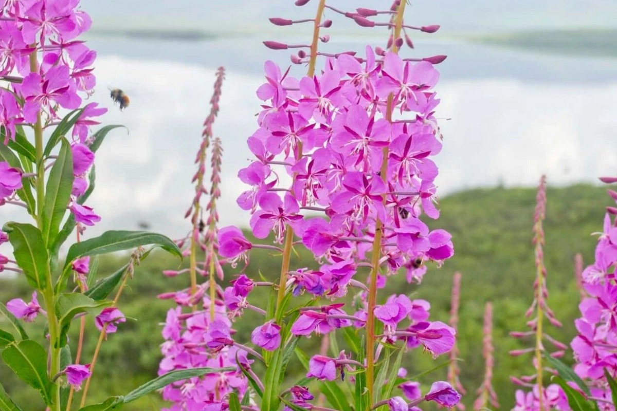 Fireweed Seeds 30mg | Vibrant Pink-Purple Wildflower | Chamaenerion angustifolium | Pollinator-Friendly Perennial