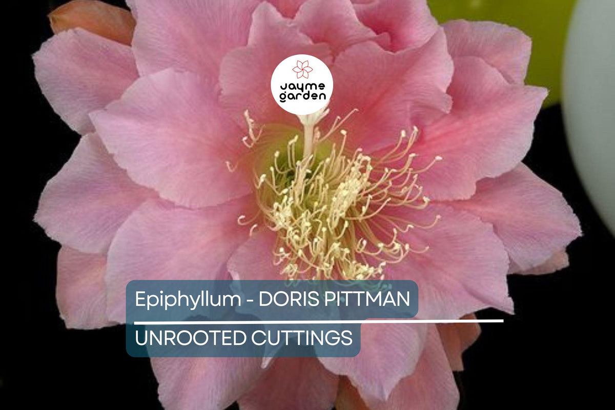 Christmas Cactus Starter Plant - Miss Shimano - Schlumbergera Truncata - Well-Rooted Indoor Cactus for Holiday Decor