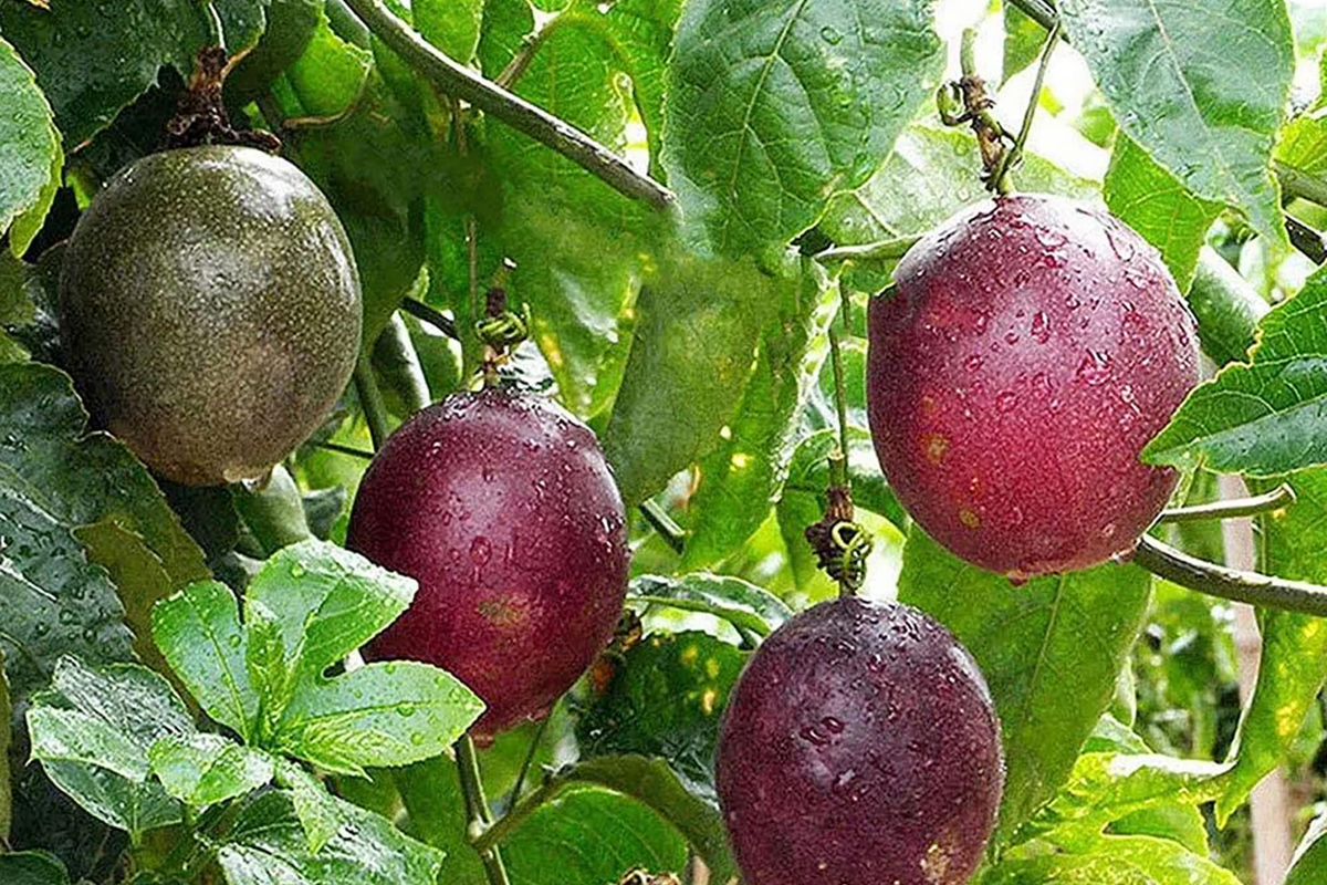 Passion Fruit Seeds 50pcs - Non-GMO Tropical Vine for Edible Garden - Passiflora edulis - Grow Exotic Flowers & Fruit