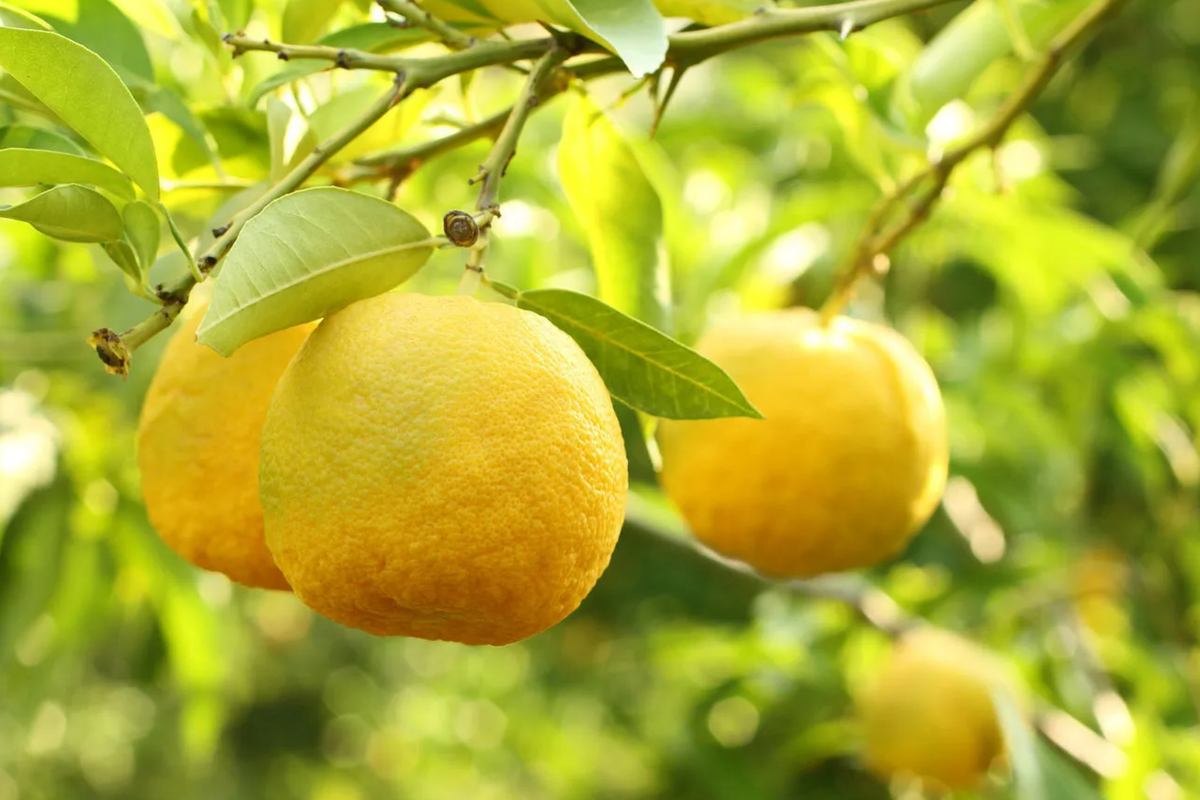Yuzu Lemon Seeds - 5+ Cold-Hardy Citrus Variety - Fragrant, Edible Fruit - Citrus junos