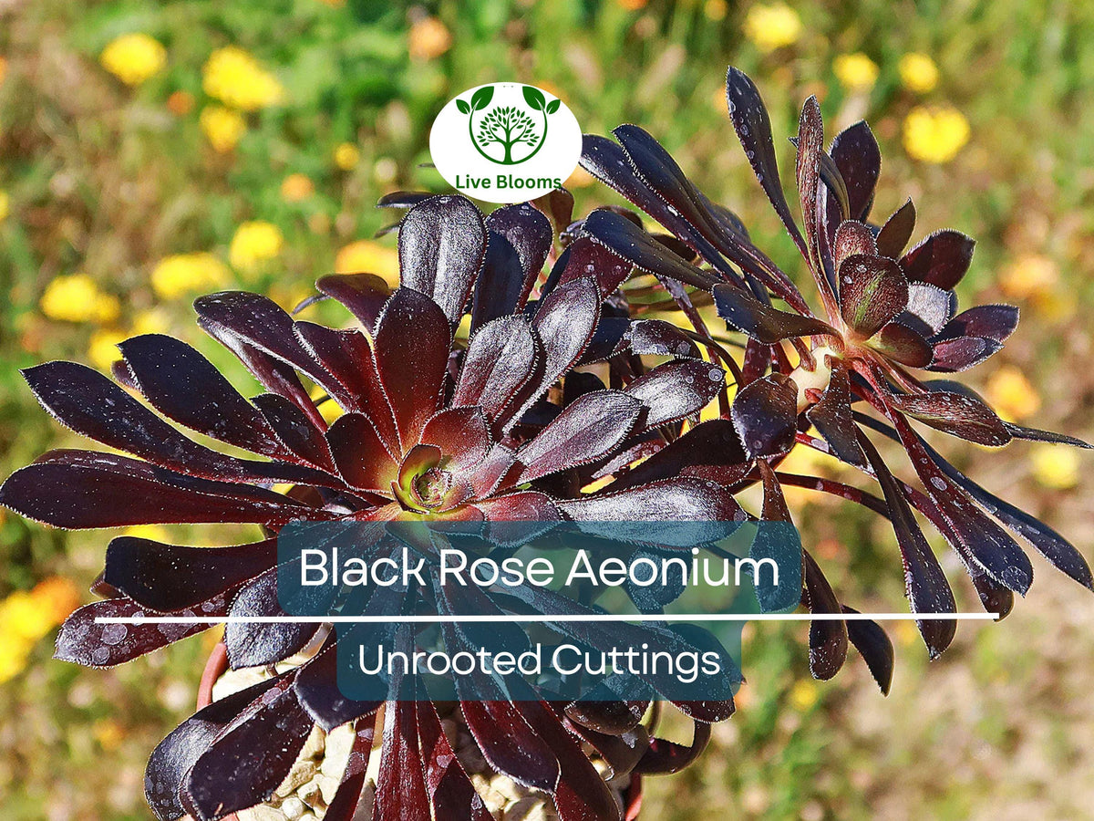 Climbing Snapdragon Seeds - 25 Pack Rose Perennial Vine - Asarina Scandens - Fast Growing Colorful Blooms for Vertical Gardening