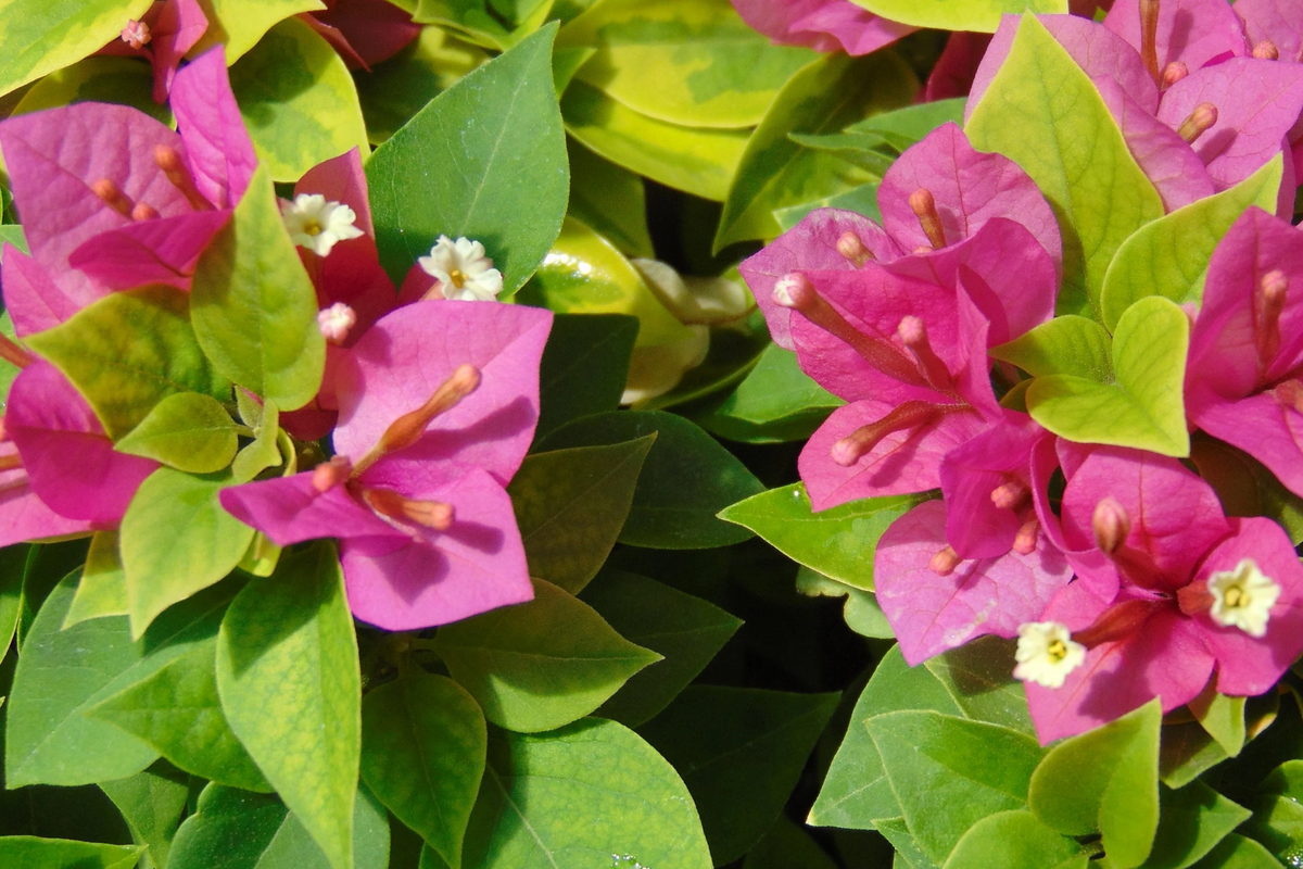 Bougainvillea Unrooted Cuttings 6" Fuchsia Pink Bracts Drought-Tolerant Climbing Vine (Bougainvillea) - 7 Live Cuttings