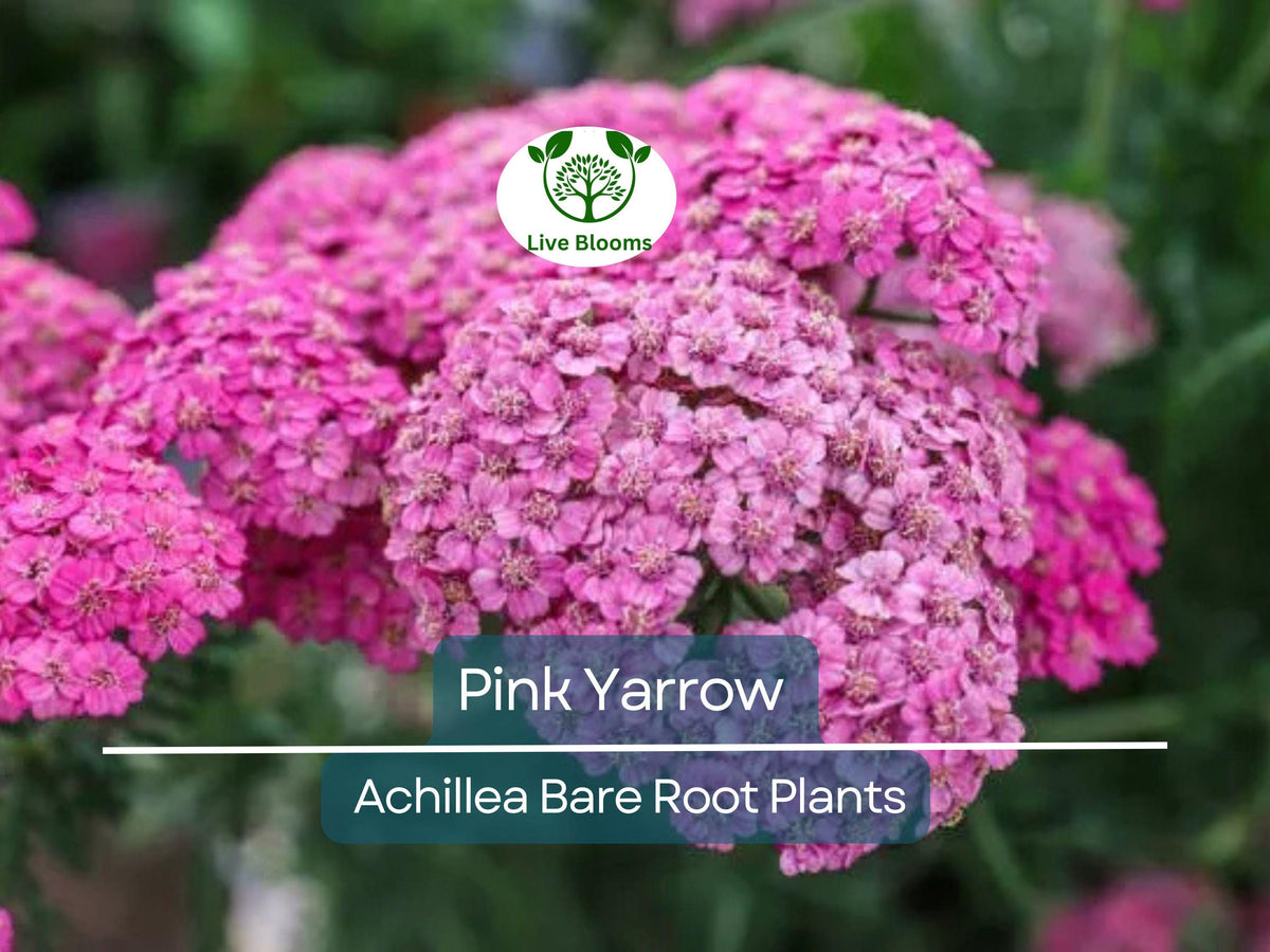 12 Bare Root Pink Yarrow Plants - Achillea millefolium - Hardy Perennial, Pollinator Friendly, Drought Resistant, Non-GMO