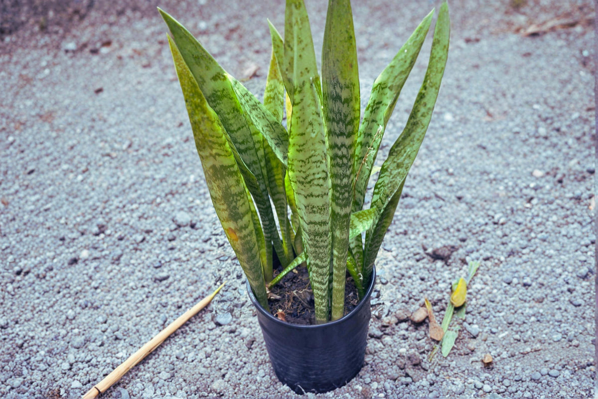 Christmas Cactus Starter Plant - Miss Shimano - Schlumbergera Truncata - Well-Rooted Indoor Cactus for Holiday Decor