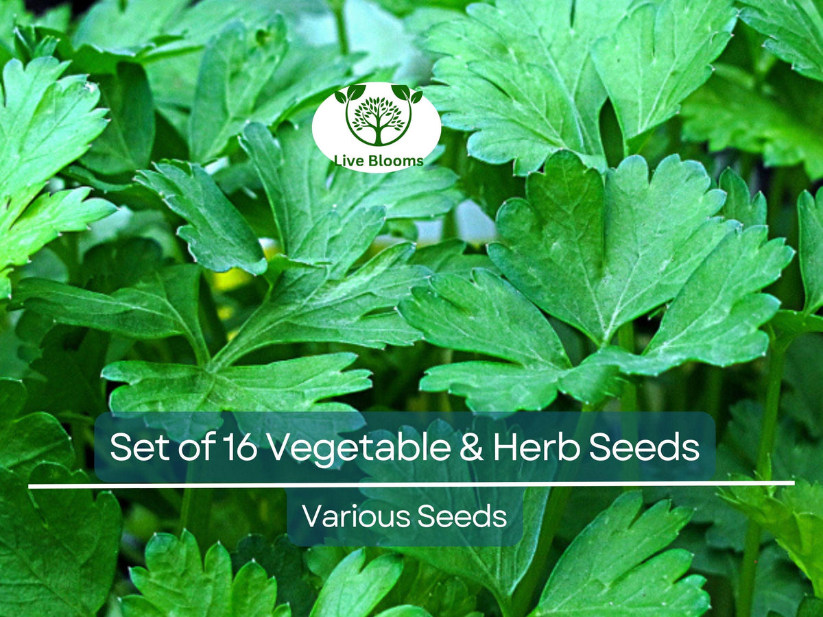 Set of 16 Non-GMO Vegetable & Herb Seeds - Basil, Parsley, Arugula, Dill, Broccoli, Cilantro, DIY Grow Food Indoors