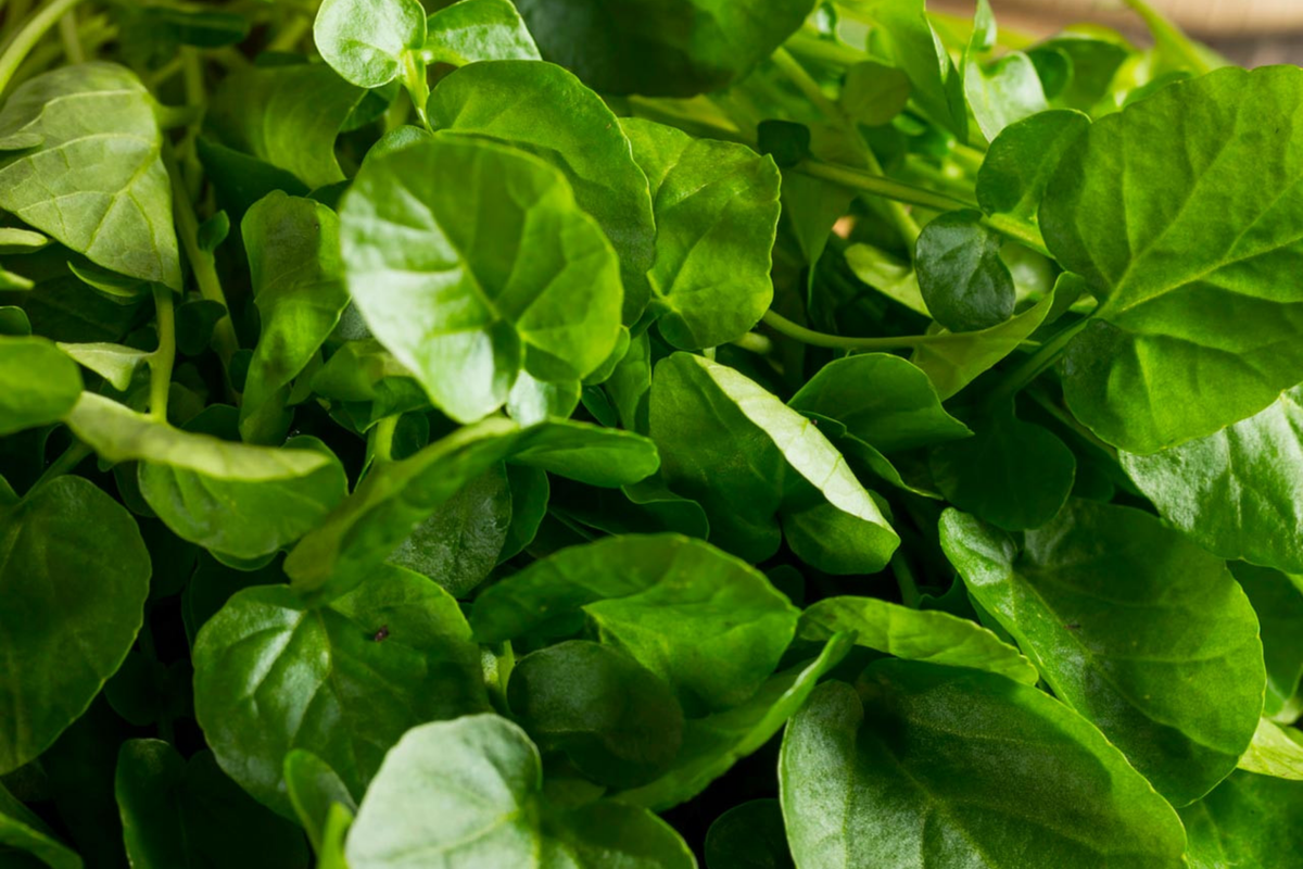 Upland Pepper Cress Seeds | 200 Seeds | Non-GMO Culinary Herb | Lepidium sativum | Fast-Growing Salad Green