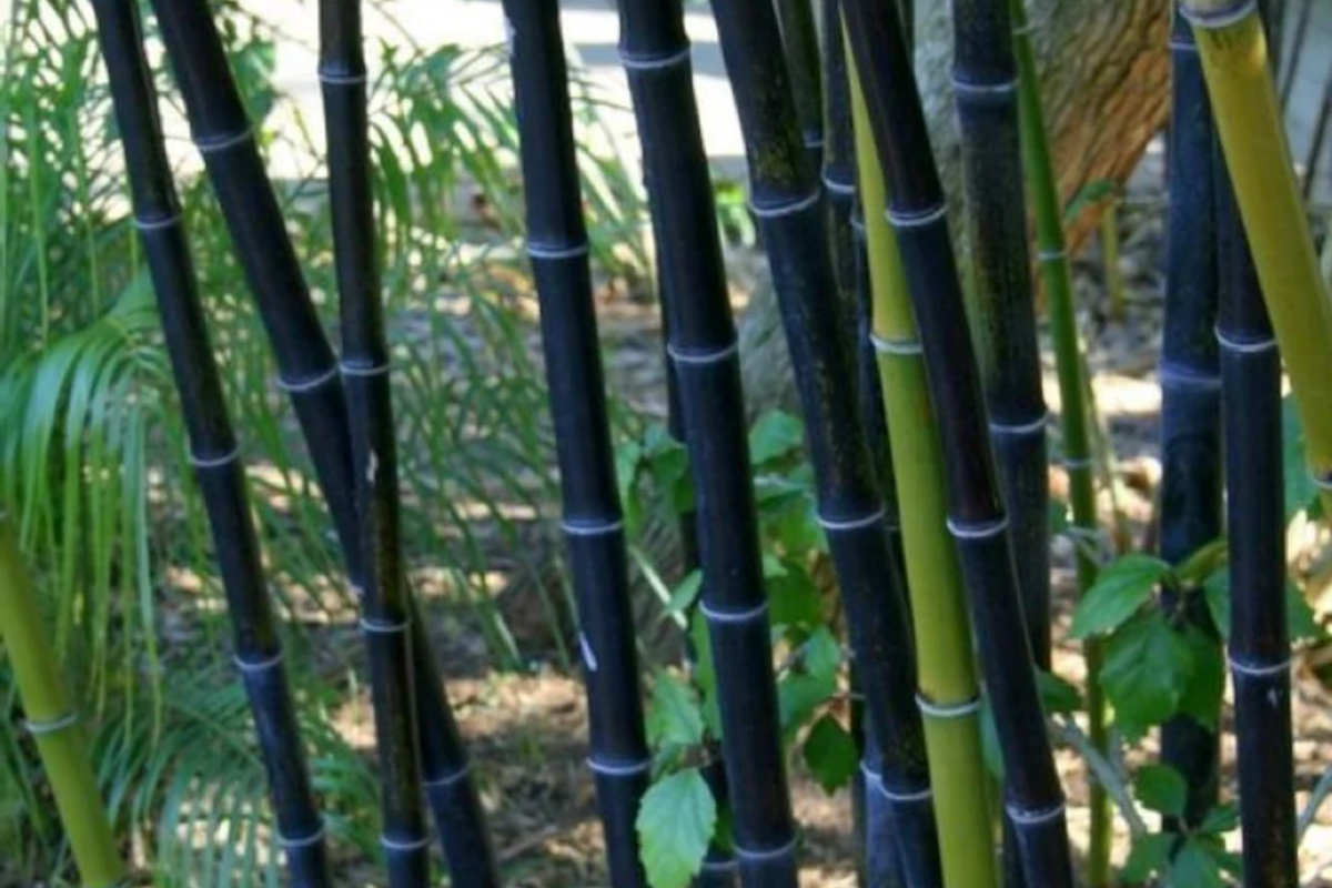2 Live Bare Root Rhizomes Black Timber Bamboo, Phyllostachys nigra, Hardy Fast-Growing Ornamental Bamboo