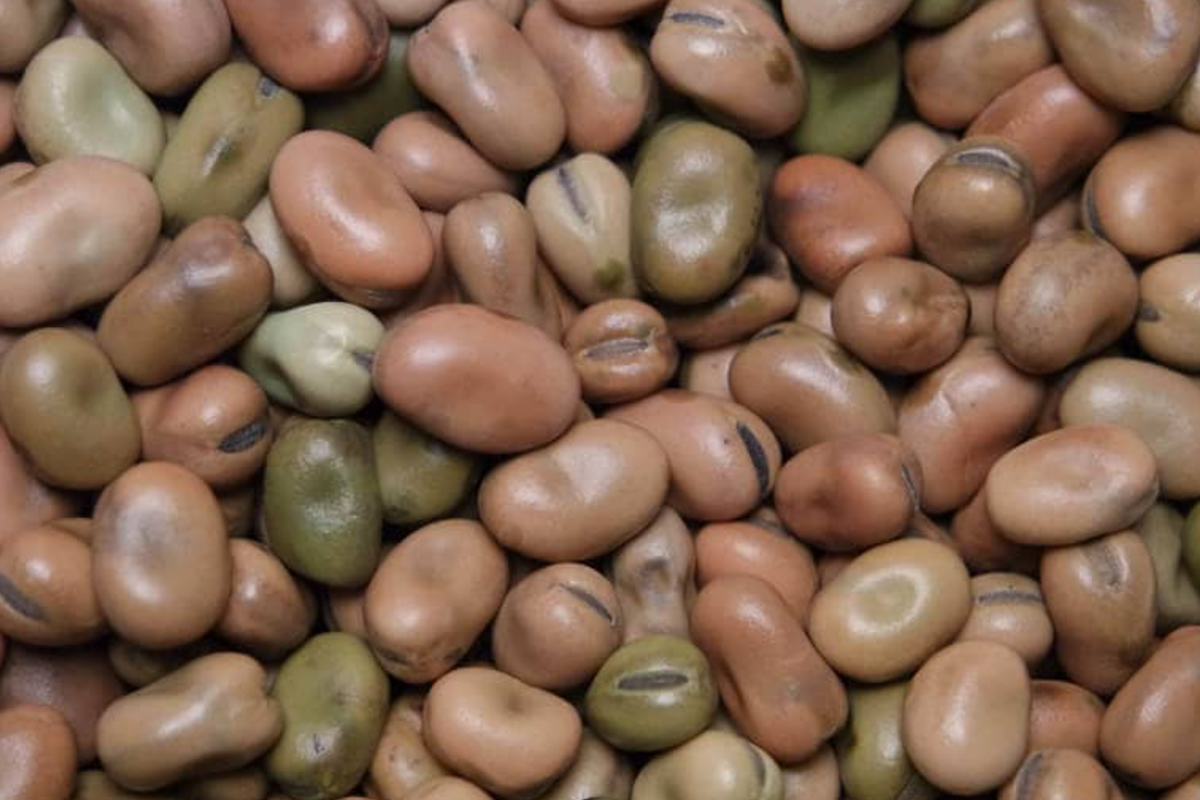 Fava Bean Seeds 5g | Heirloom Broad Beans for Planting | Vicia faba | Nutritious Cool-Season Vegetable