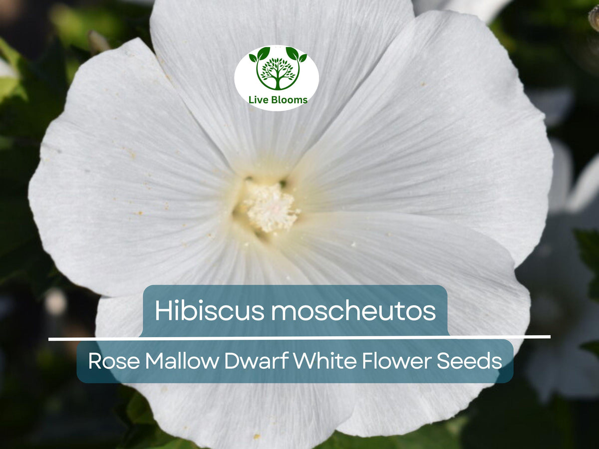 40 Rose Mallow Seeds - Dwarf White Hibiscus moscheutos - Hardy Perennial Flowering Plant for Gardens & Pollinator Attraction