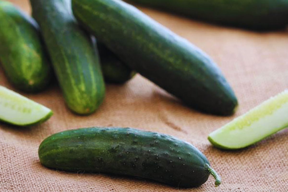 Cucumber Seeds - Non-GMO Heirloom - Ashley Garden Variety - Cucumis sativus - 50 Seeds per Packet for Home Gardening