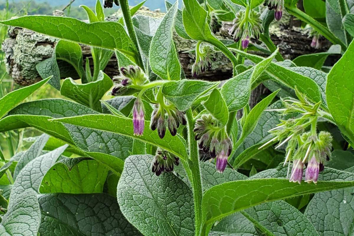 Live Root Cuttings Russian Comfrey Bocking 4 - Symphytum × uplandicum - Nutrient-Rich Perennial Herb for Organic Gardening