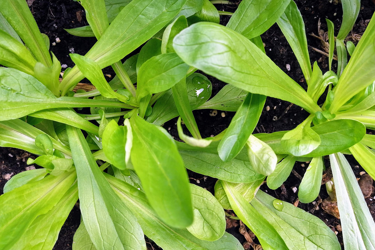 Mache Corn Salad Lettuce Seeds - Non-GMO Heirloom - Organic Valerianella locusta - Cool-Season Garden Planting Seeds