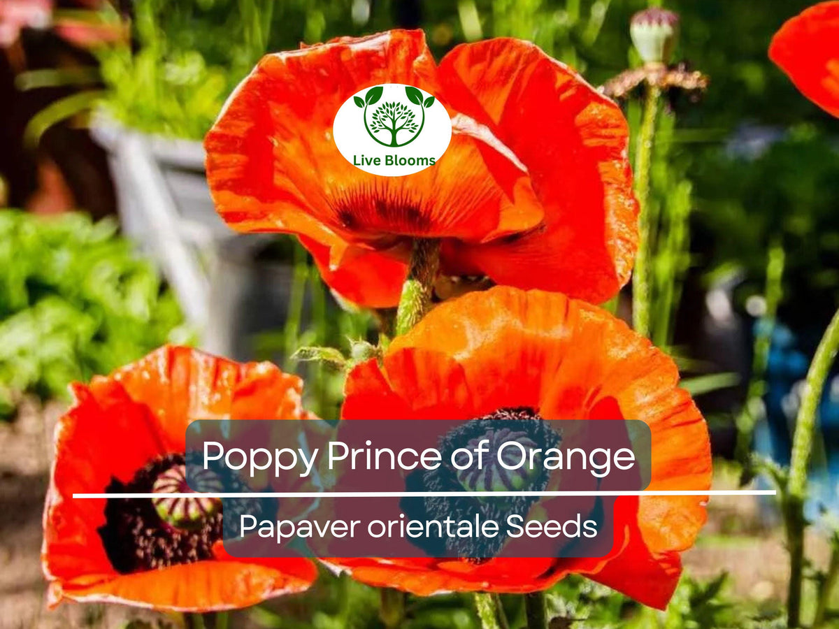 500 Seeds Oriental Poppy 'Prince of Orange' - Papaver orientale - Non-GMO Perennial Red-Orange Blooms for Pollinators
