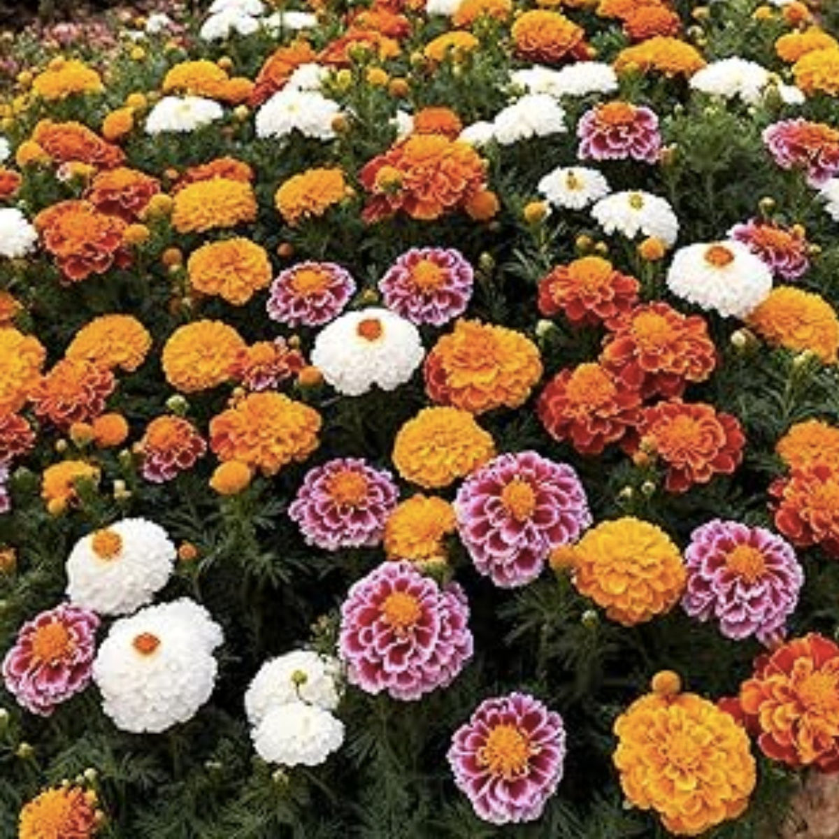 Mixed Marigold Seeds 1500+ for Planting - African & French Marigold Seeds (Tagetes spp.)