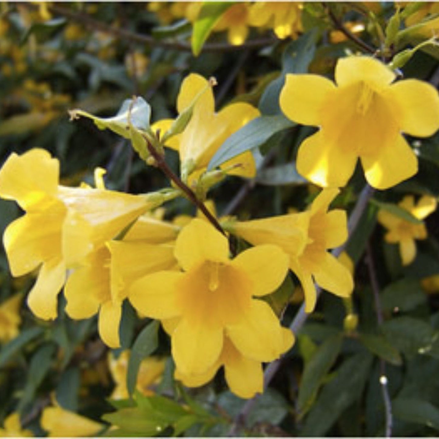 Yellow Carolina Jasmine Live Plants - 6 Starter Vines with Roots - Gelsemium sempervirens