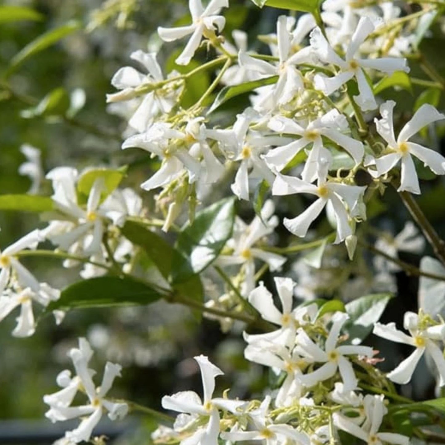 Mixed Star Jasmine Flower Seeds - 200+ Seeds for Planting Climbing Jasmine - Fragrant Plants (Trachelospermum jasminoides)