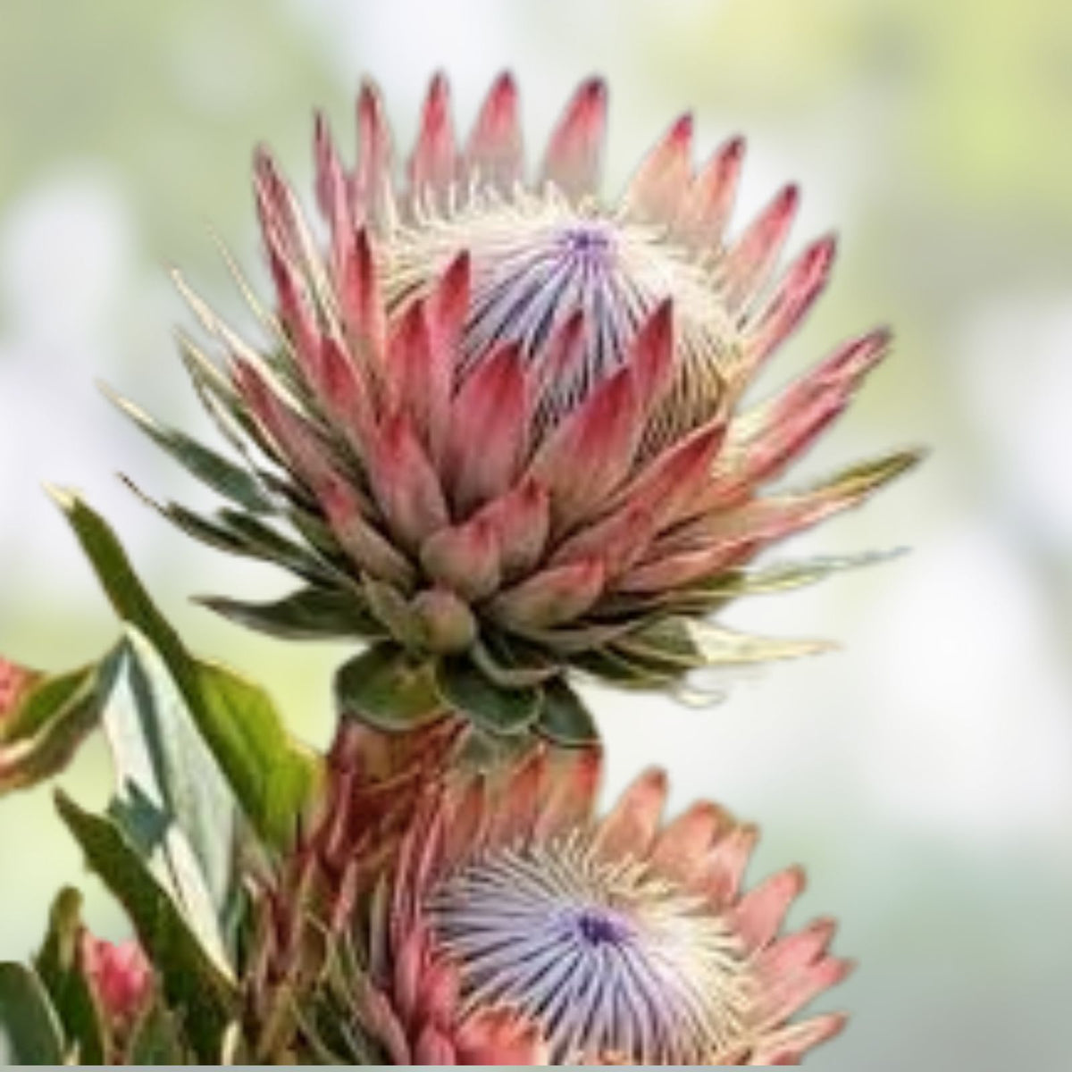 Protea Seeds - Rare South African Shrub - Sulphur-Colored Protea - Protea sulphurea