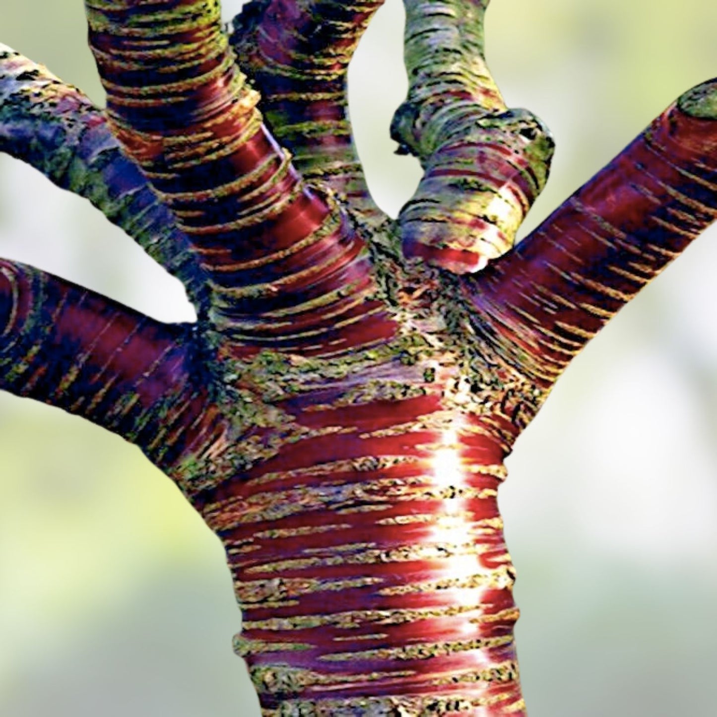 Tibetan Paper Birchbark Cherry Tree Seeds - Prunus serrula - Hardy Plant with Shiny Bark