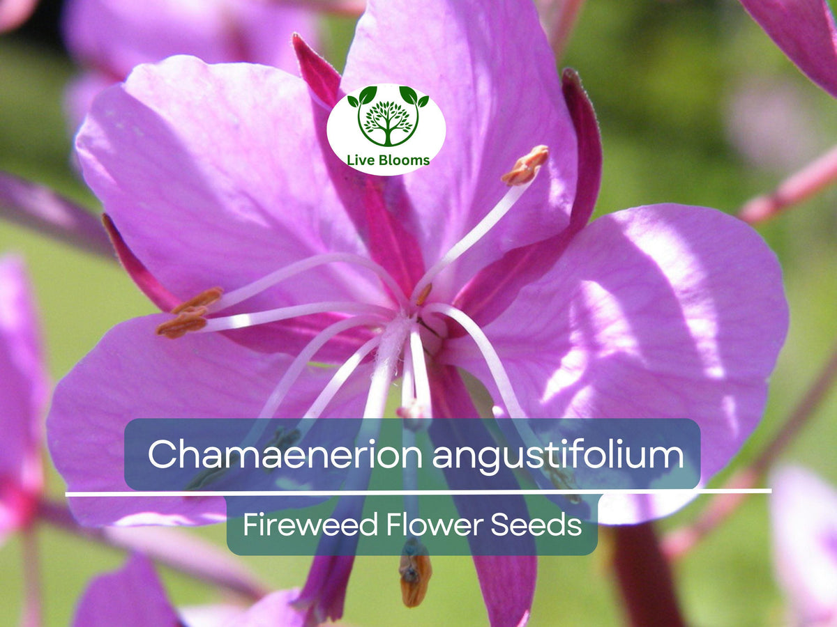 30 mg Fireweed Seeds - Chamaenerion angustifolium - Vibrant Pink-Purple Wildflower for Pollinator Gardens and Landscapes