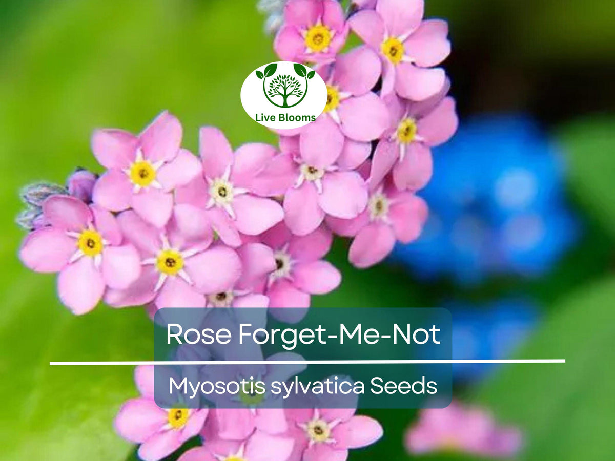200 Seeds Rose Forget-Me-Not Myosotis Perennial Flowers, Non-GMO Ground Cover, Easy to Grow, Pollinator Friendly