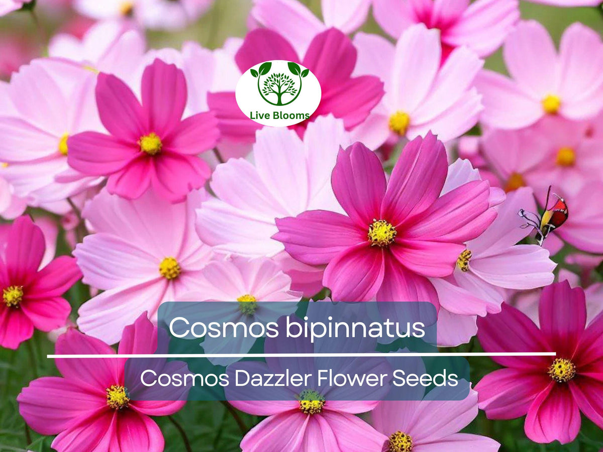 Cosmos Dazzler Seeds - 1 Gram Vibrant Pink Blooms - Cosmos bipinnatus for Pollinator Gardens & Decorative Landscaping
