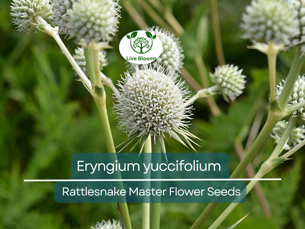 Eryngium yuccifolium Seeds - 1 Gram Rattlesnake Master - Unique Native Perennial for Pollinator Gardens and Landscaping