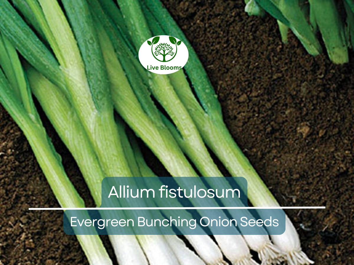 Onion Evergreen Bunching Seeds 250 mg - Hardy Perennial Green Onion (Allium fistulosum) - Ideal for Vegetable Gardens