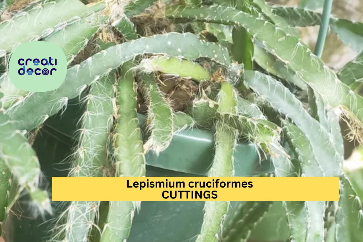Christmas Cactus Starter Plant - Miss Shimano - Schlumbergera Truncata - Well-Rooted Indoor Cactus for Holiday Decor