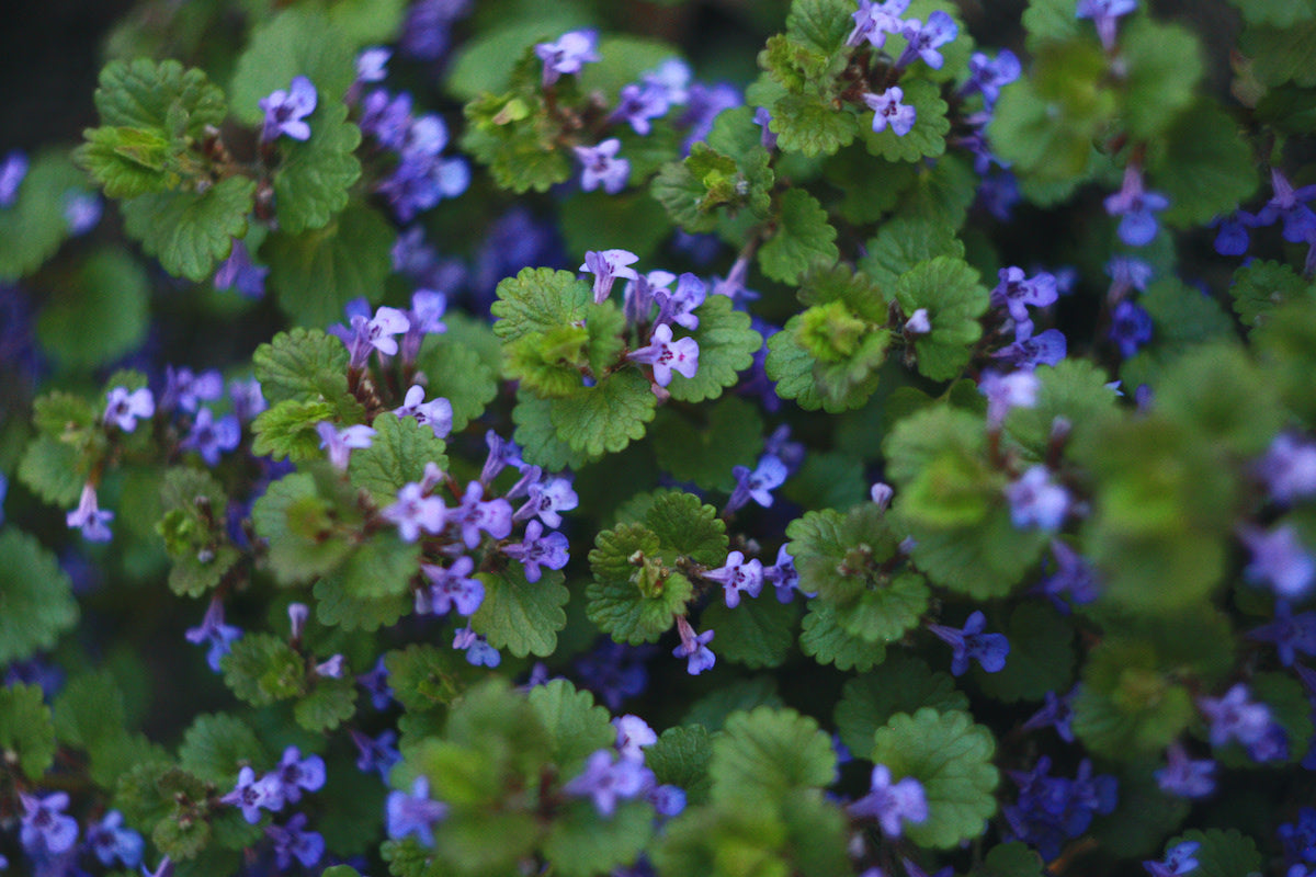 Creeping Charlie Plant | Live Bare Root | Friendship Plant | Pilea nummulariifolia | Fast-Growing Ground Cover or Hanging Plant