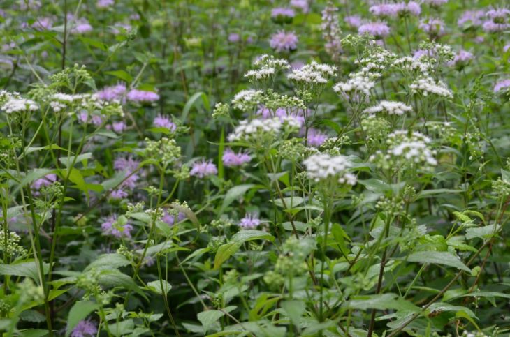 500 Ageratina altissima Seeds | White Snakeroot | Native Perennial Wildflower for Pollinators & Shade Gardens