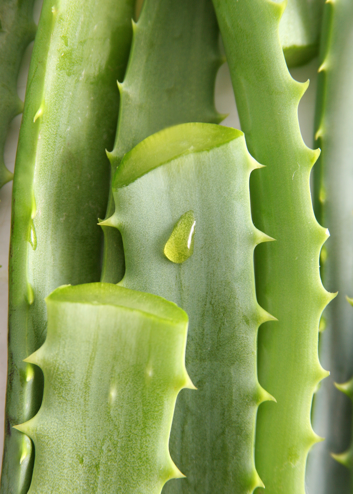 Aloe (Aloe vera)