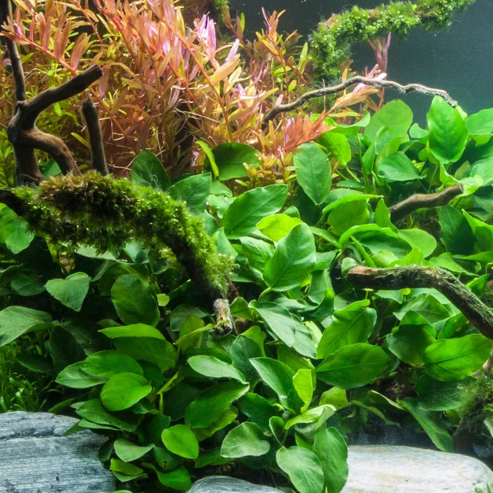 Anubias Barteri Nana Live Aquarium Plant | Small Bare Root Low Light Freshwater Aquascape Plant | Anubias Petite