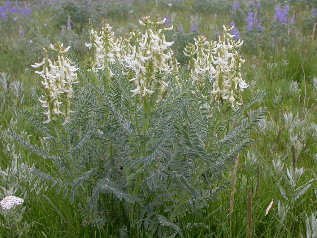 Astragalus drummondii Seeds - 30 Non-GMO Woolly Milkvetch Wildflower Seeds for Pollinator Gardens and Native Landscapes