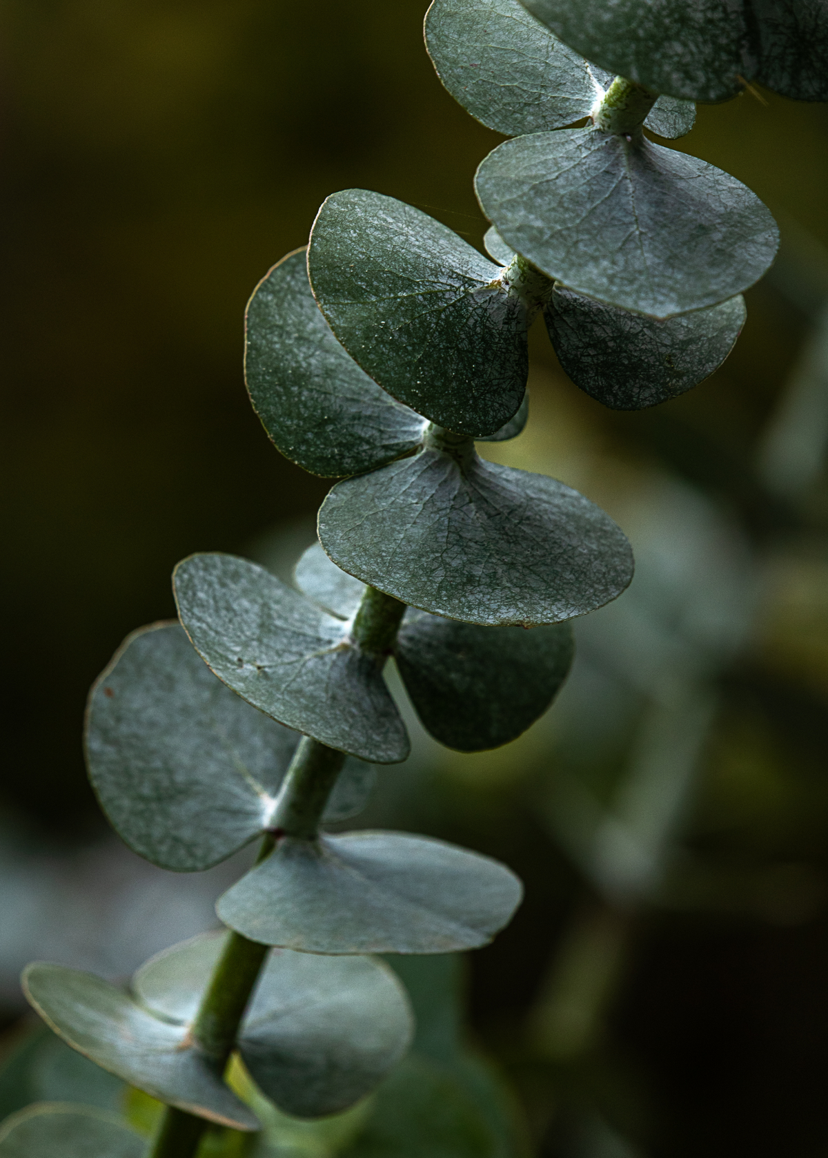 Silver Dollar Eucalyptus (Eucalyptus cinerea)