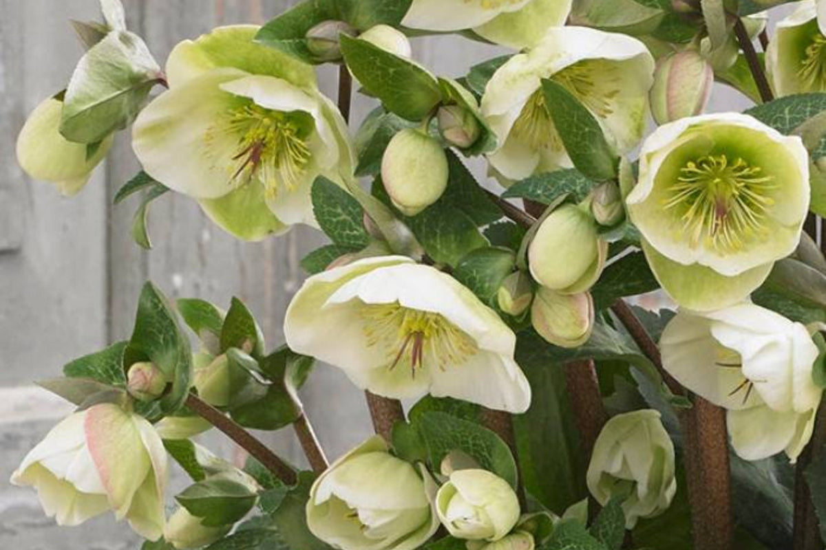 Hellebore ‘First Dance’ Plant - Established Gallon Size, Double Yellow Blooms, Helleborus x hybridus - Lenten Rose Perennial