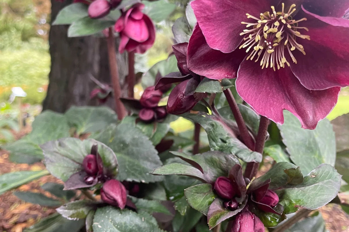 Hellebore Plant - Established Gallon Size - Double Burgundy Blooms - Helleborus x hybridus - Wedding Party® Series