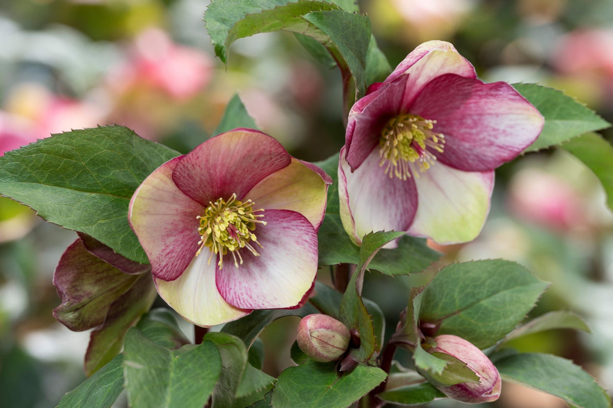 Hellebore 'Dark Picotee' Gallon Plant - Lenten Rose (Helleborus x hybridus) - Shade Garden Perennial with Burgundy Edged Blooms