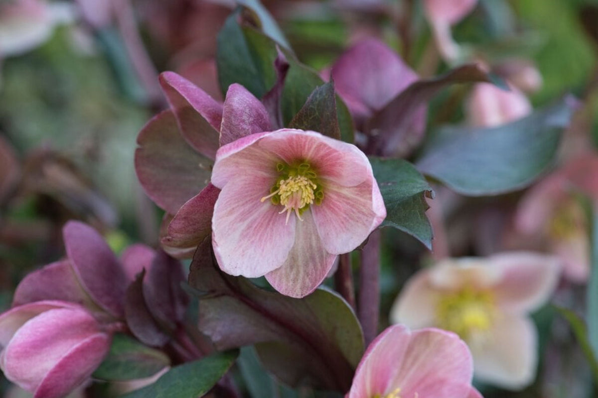 Hellebore ‘Frosty Rose’ Plant - Gal Size, Double Rose-Pink Blooms, Helleborus x hybridus, Shade Perennial, Low Maintenance