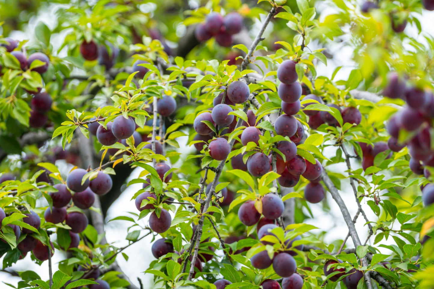 Santa Rosa Plum Tree - 1 Bareroot Plant - Prunus salicina - Sweet Juicy Red-Purple Plums for Home Orchard Gardening