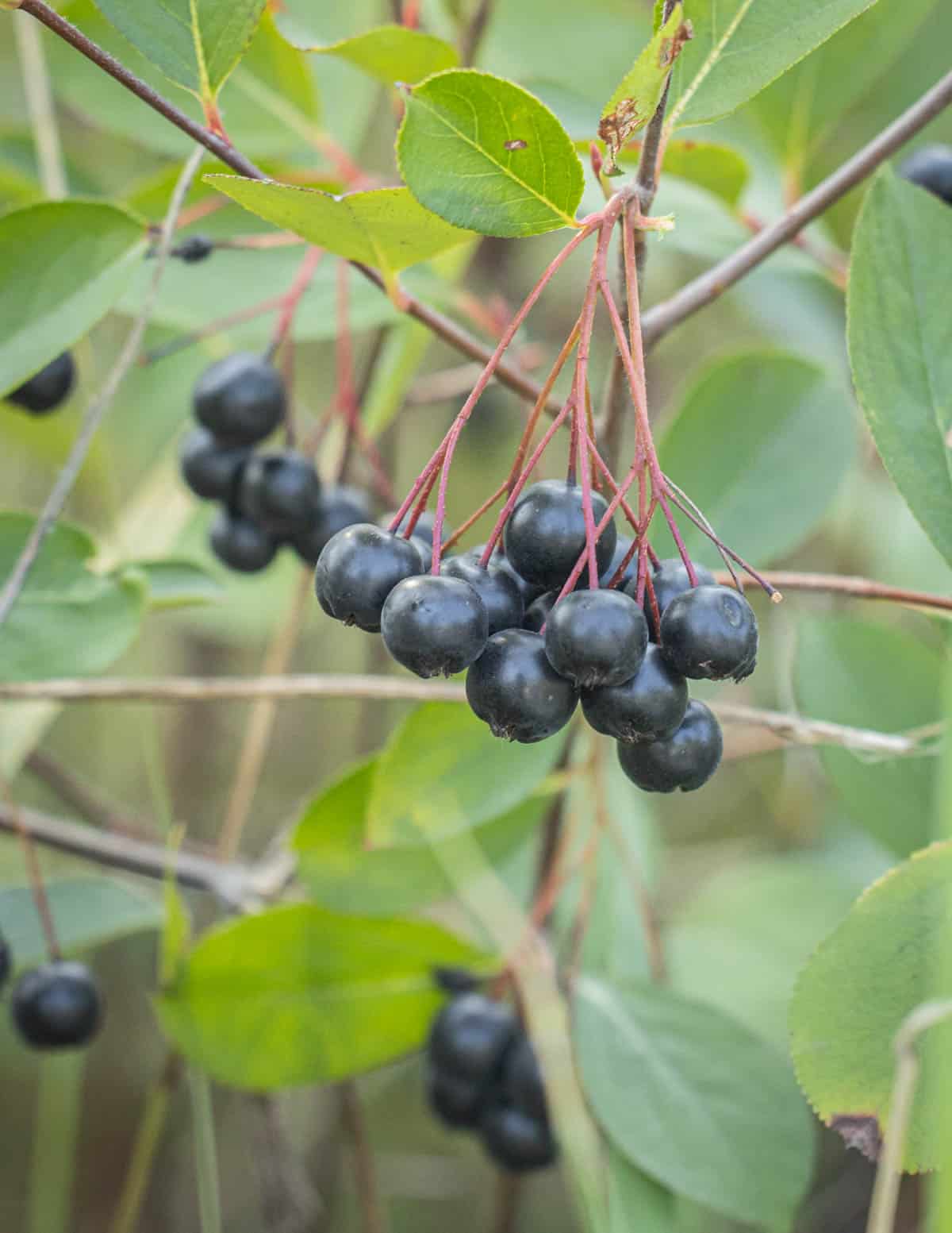 Black Chokeberry Plant - 2ft Bare Root Aronia melanocarpa, Edible Black Berries, Wildlife Friendly, Native Shrub, Cold Hardy