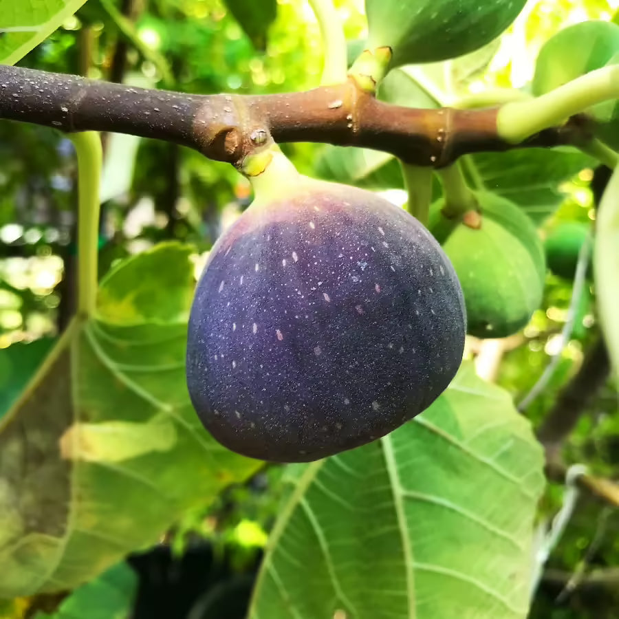 Black Jack Fig Tree Cuttings Unrooted - Ficus carica - Large Sweet Purple Figs for Propagation and Grafting