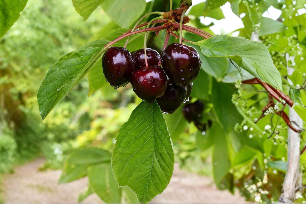 Black Pearl Cherry Tree Live Plant 4–6 Ft Sweet Cherry Tree for Home Garden Backyard Orchard Fruit Growing