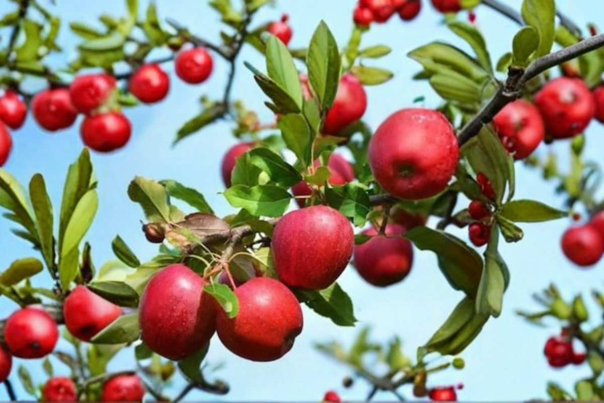 Lodi Apple Tree 4-6 Ft Live Plant – Early Season Apple Fruit Tree for Home Garden Backyard Orchard Outdoor No Ship CA