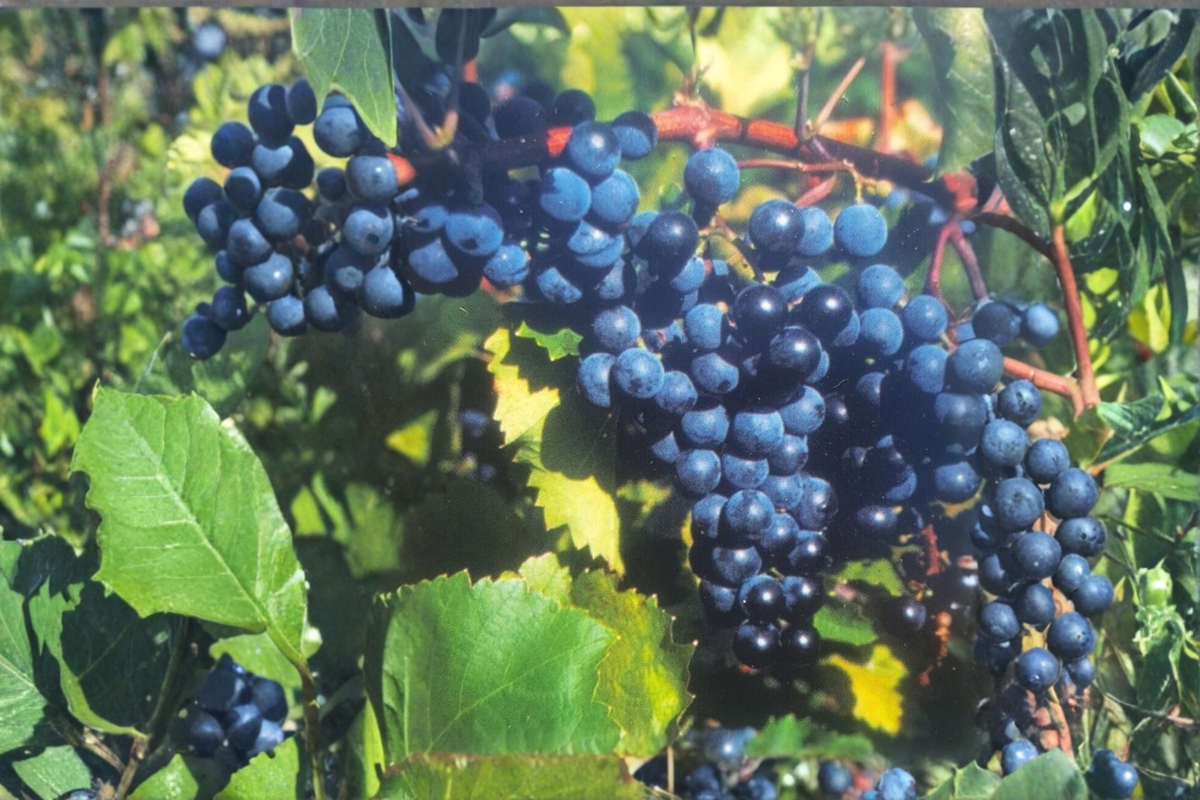 Black Spanish Grape Vine Live Plant 3 Gallon, Fruit Grape Vine for Garden Vineyard, Outdoor Climbing Vine