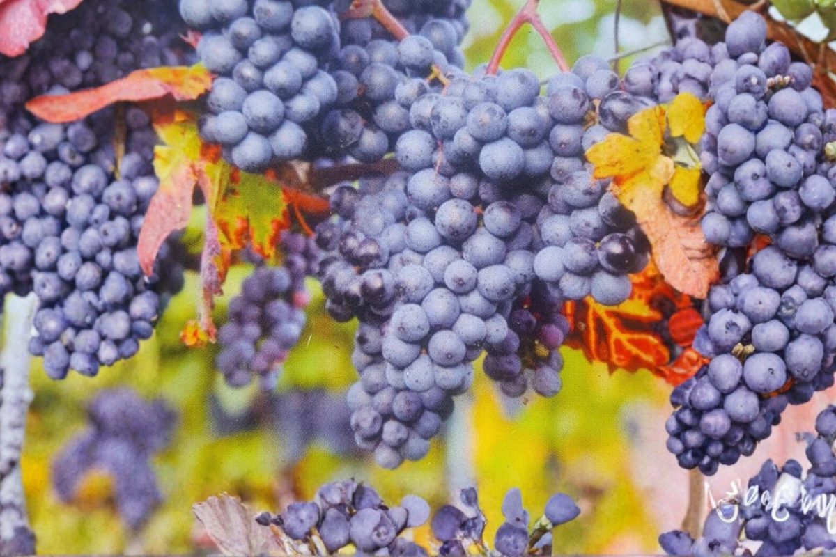 Saturn Blue Seedless Grape Vine Live Plant 1 Gal Sweet Blue Table Grape Vine for Garden Trellis