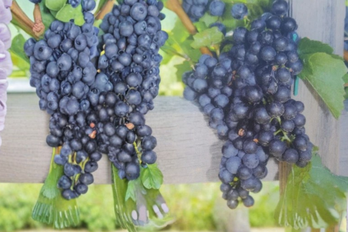 Mars Seedless Grape Vine 1 Gal Live Plant – Sweet Table Grape Plant, Vitis Vine for Home Vineyard Garden