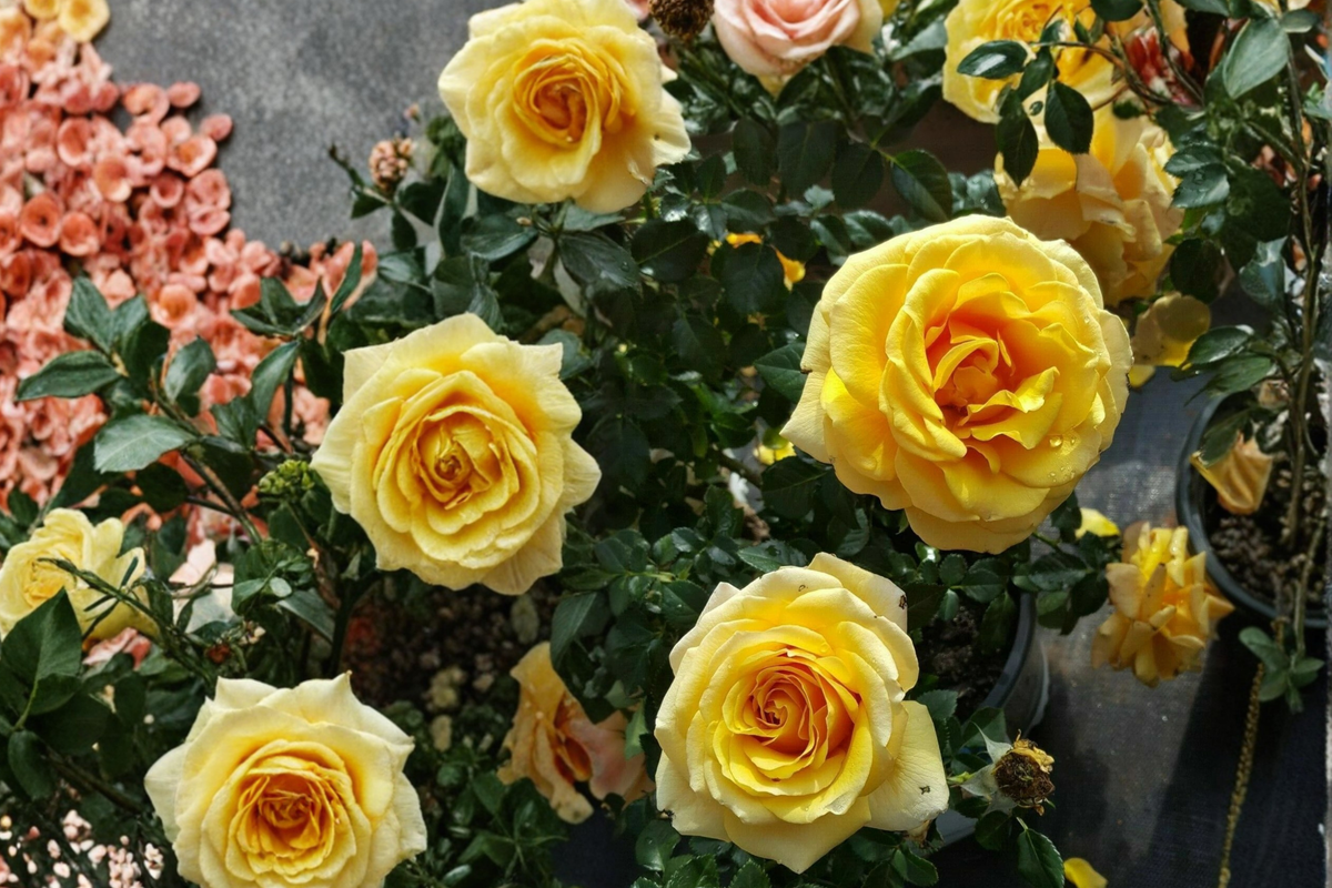 St Tropez Floribunda Rose Bush 3 Gal Live Plant Orange Rose Shrub Garden Flowering Landscape Outdoor Plant